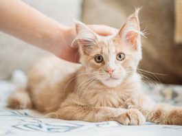 gatto accarezzato