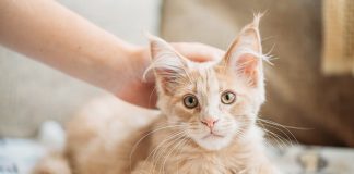 gatto accarezzato