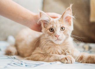 gatto accarezzato