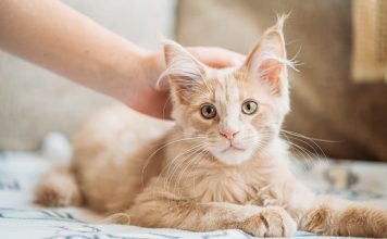 gatto accarezzato