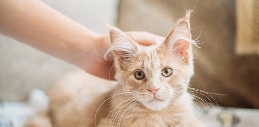 gatto accarezzato