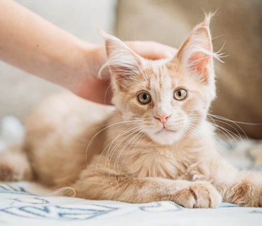 gatto accarezzato