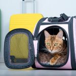 gatto aereo