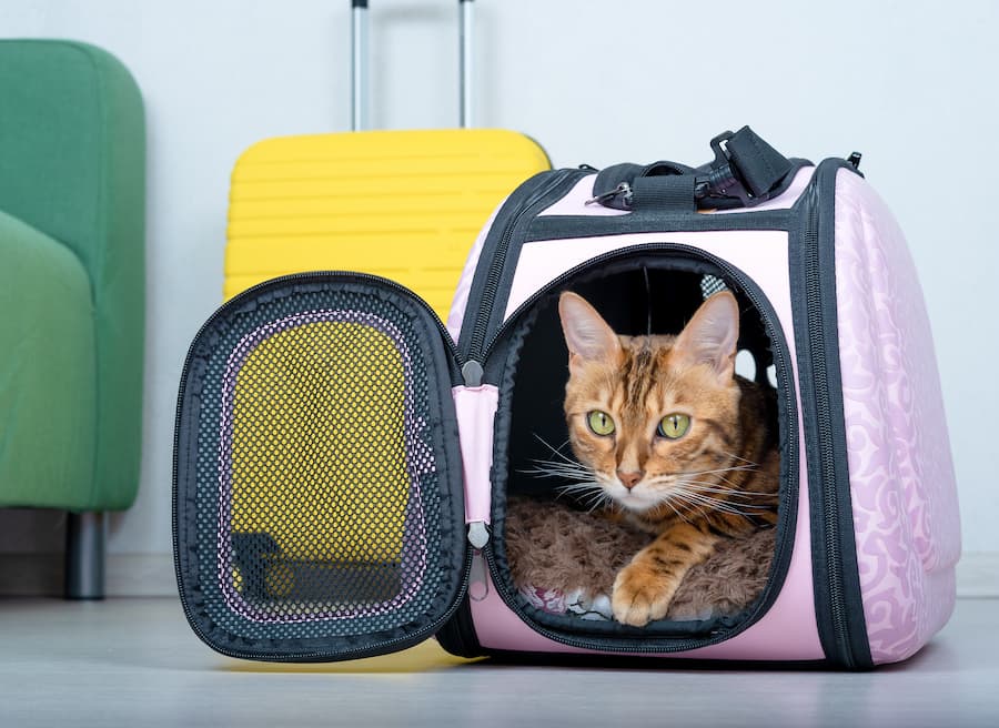 gatto aereo