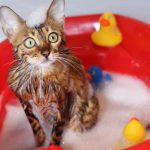 gatto bagno