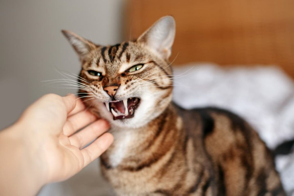 gatto morde