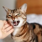 gatto morde