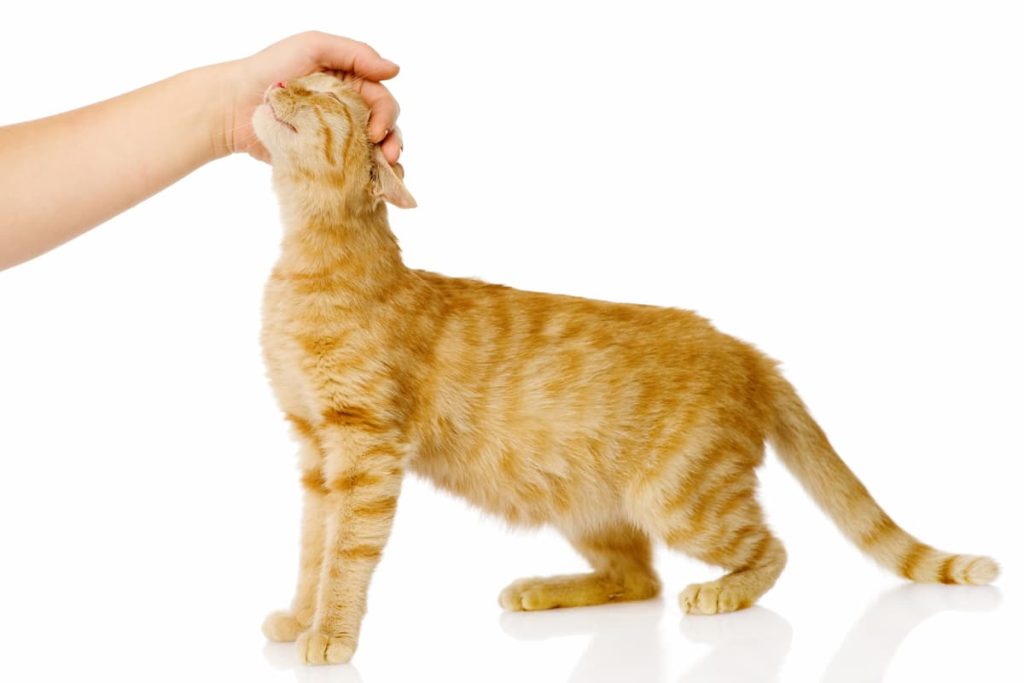 gatto rosso accarezzato