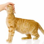 gatto rosso accarezzato