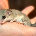 mini ghiro in mano