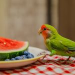 pappagalli frutta