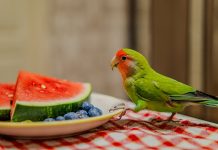 pappagalli frutta