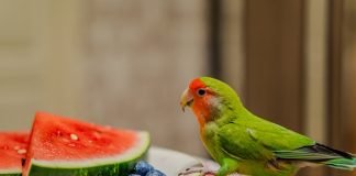 pappagalli frutta
