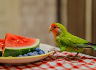 pappagalli frutta