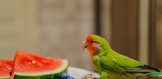 pappagalli frutta