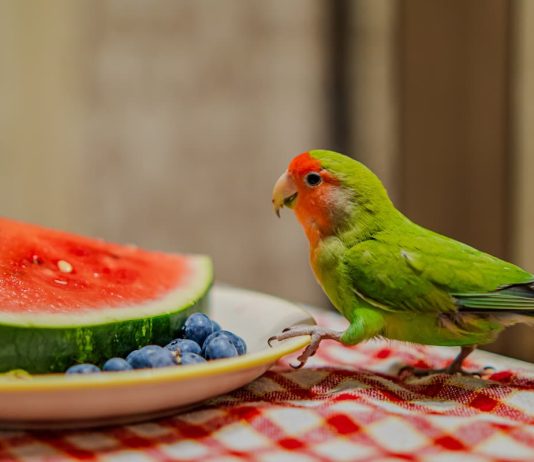 pappagalli frutta
