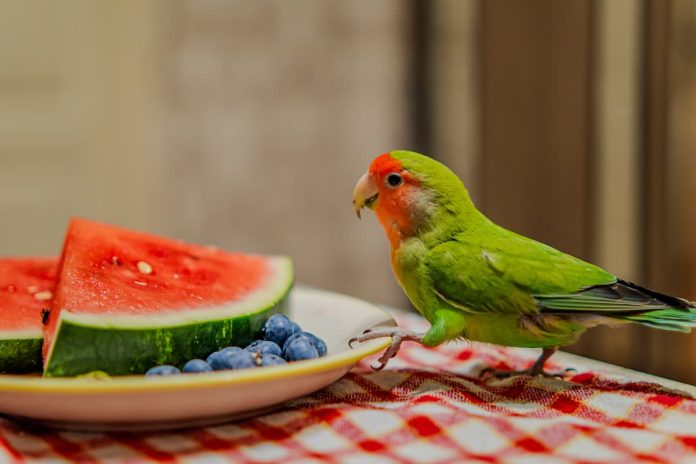 pappagalli frutta pappagalli frutta