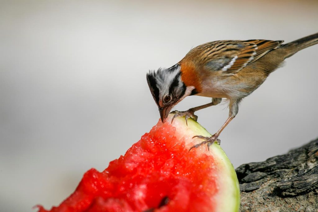 passero mangia melone