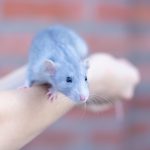 ratto annusa malattie
