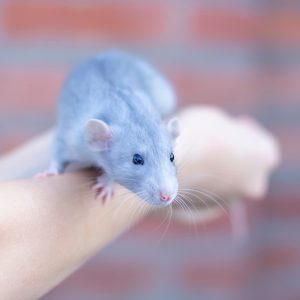ratto annusa malattie
