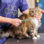 toelettatura gatto professionista