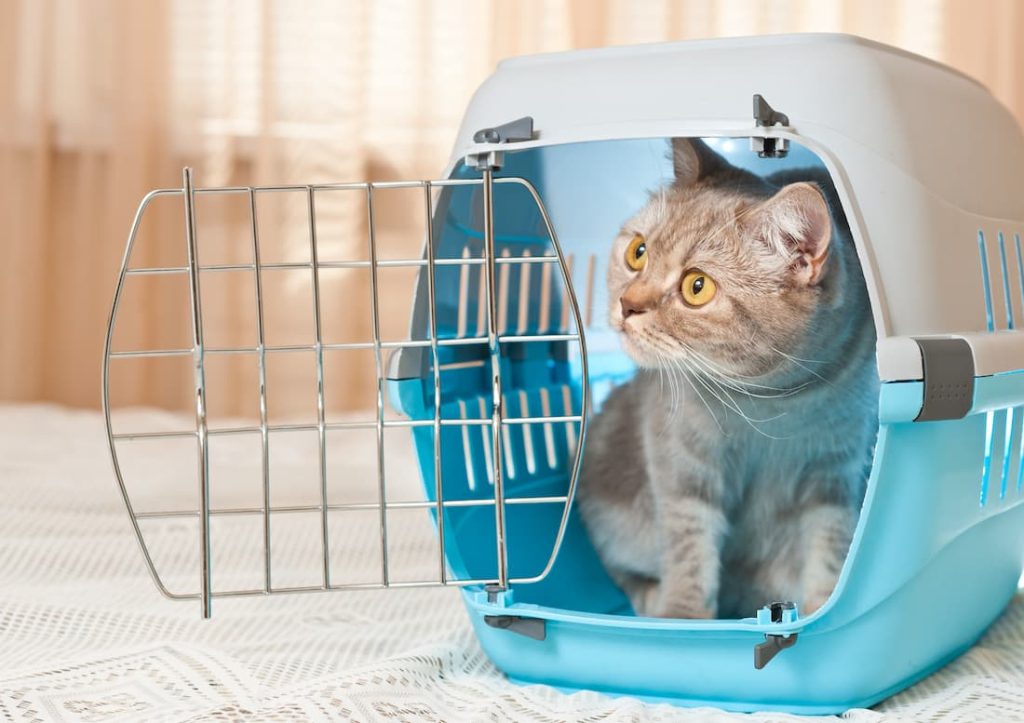 trasportino cat friendly