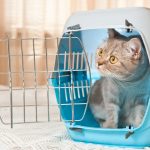 trasportino cat friendly