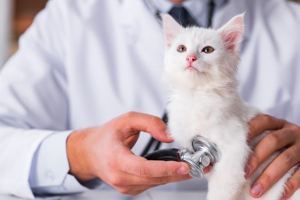 veterinario cat friendly