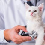 veterinario cat friendly
