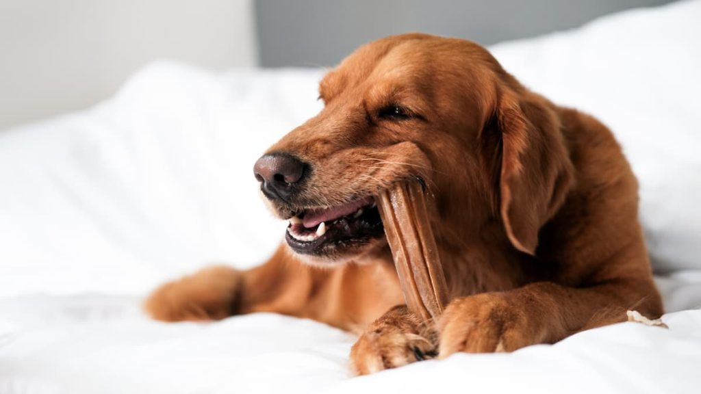 cane mastica denti