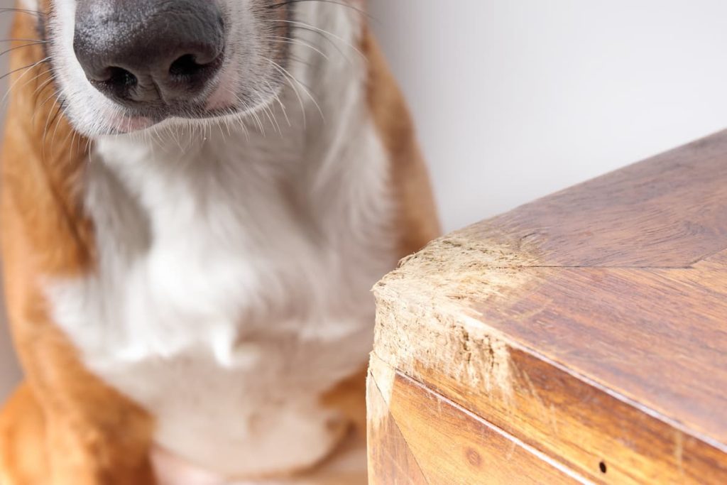 cane masticare mobili
