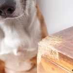 cane masticare mobili