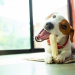 cane piace masticare