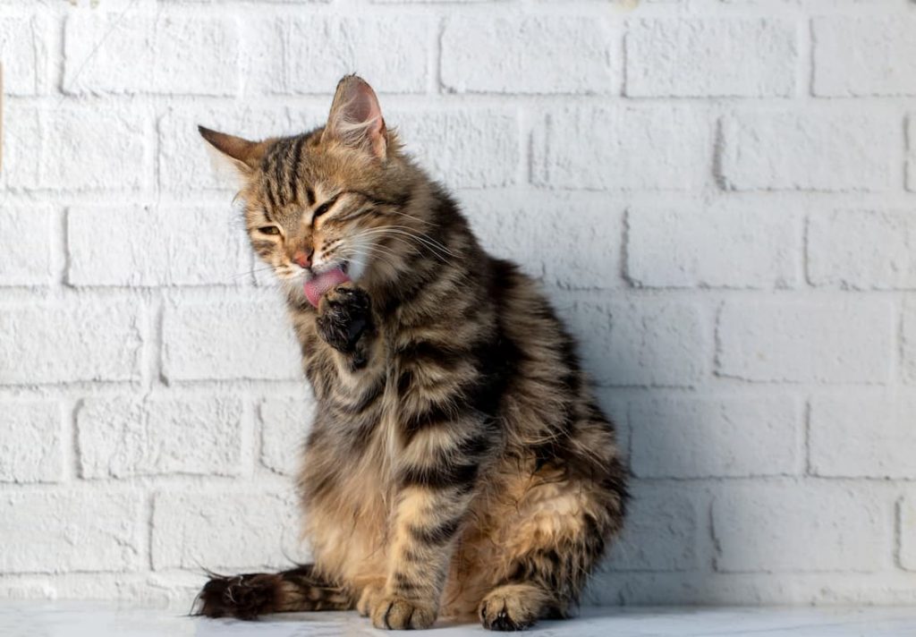 gatto si lecca