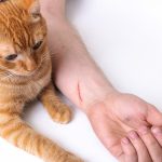 mano malattia graffio gatto
