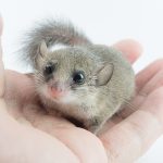 mini ghiro domestico