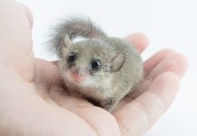 mini ghiro domestico