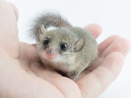 mini ghiro domestico