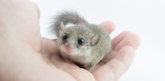 mini ghiro domestico