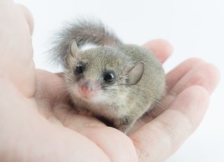 mini ghiro domestico