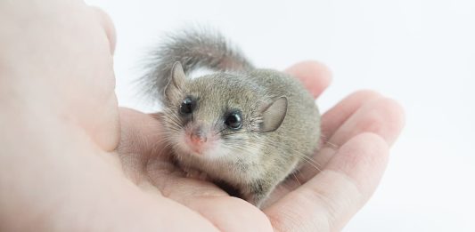 mini ghiro domestico