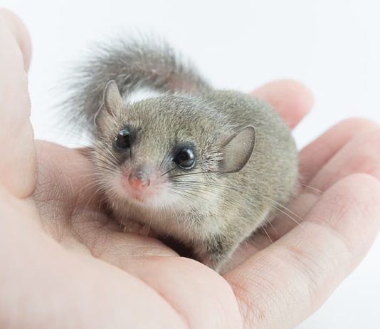 mini ghiro domestico