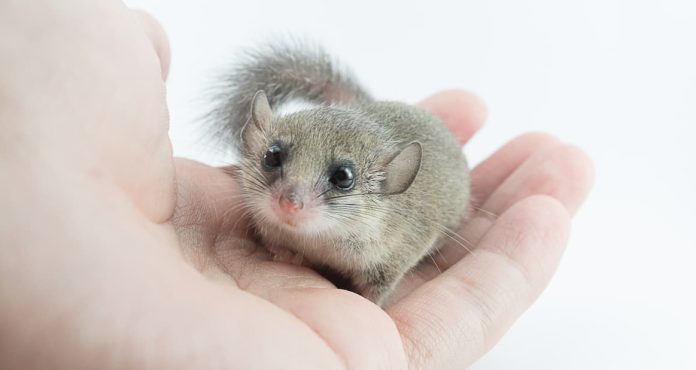 mini ghiro domestico mini ghiro domestico