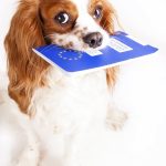 passaporto europeo animali