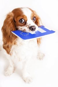 passaporto europeo animali