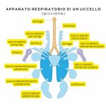 Apparato respiratorio uccelli