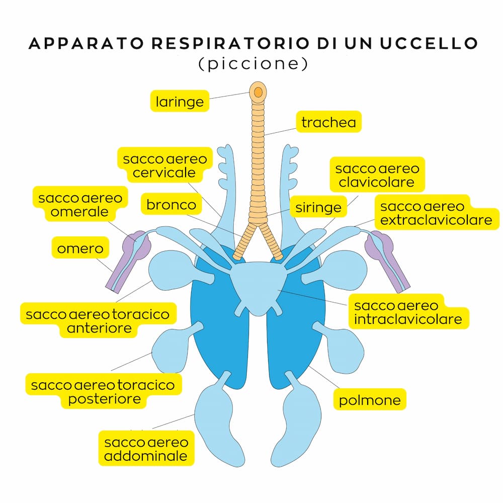Apparato respiratorio uccelli