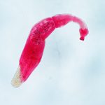 Echinococcus granulosus al microscopio