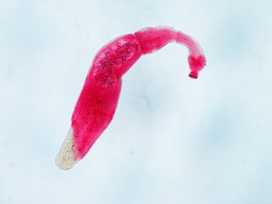Echinococcus granulosus al microscopio
