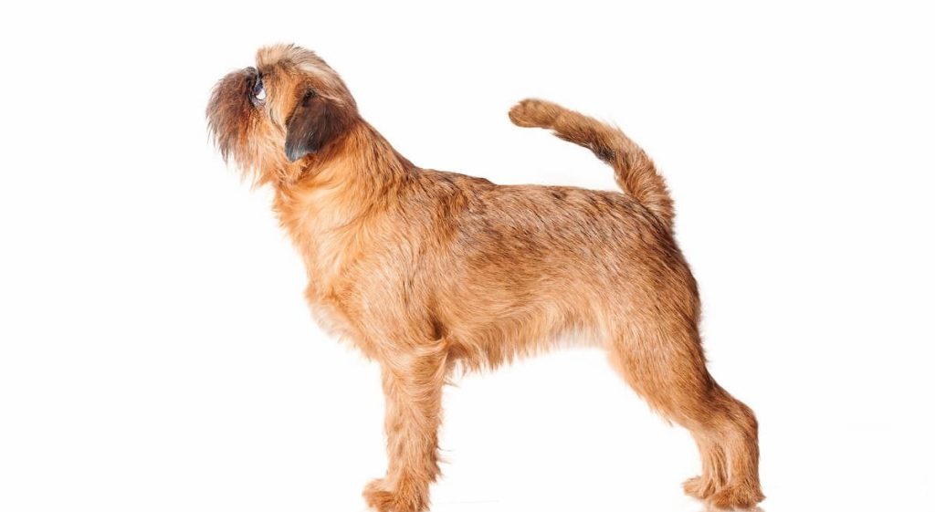 cane razza griffone morfologia